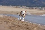 AMSTAFF ADULT 181